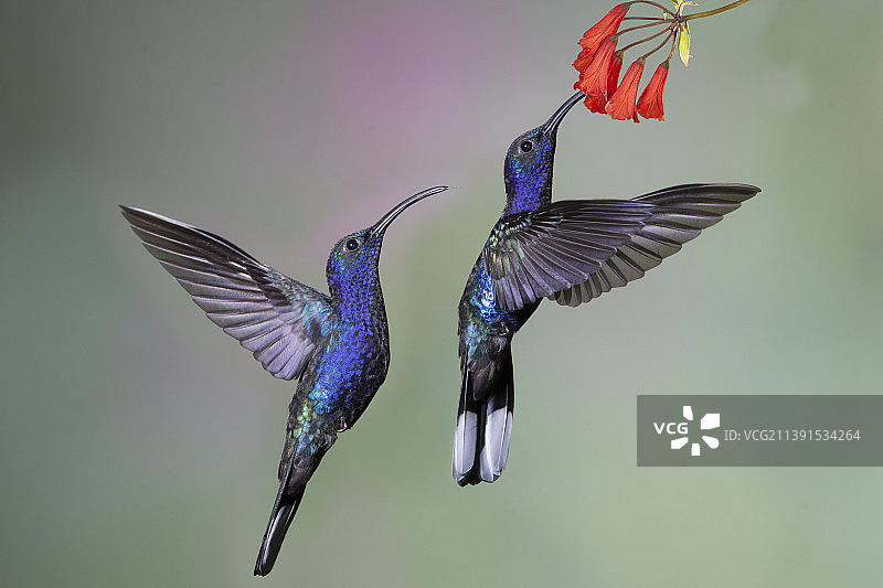雄性紫军刀翅蜂鸟在花上觅食，另一只等待图片素材