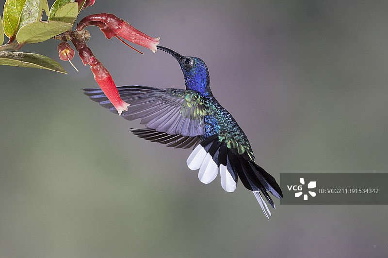 紫军刀翅蜂鸟雄性采食花朵图片素材