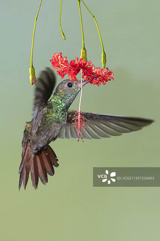 红尾蜂鸟采食花朵图片素材