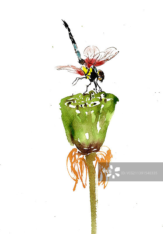 觅食的蜻蜓图片素材