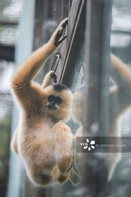 长臂猿图片素材