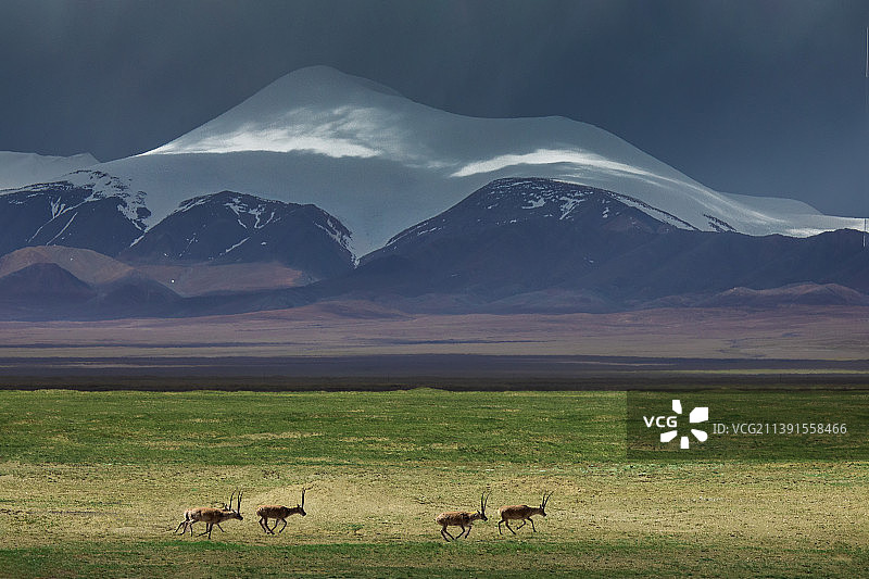 可可西里图片素材