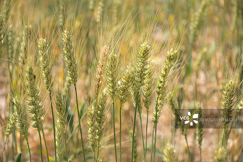 小麦图片素材