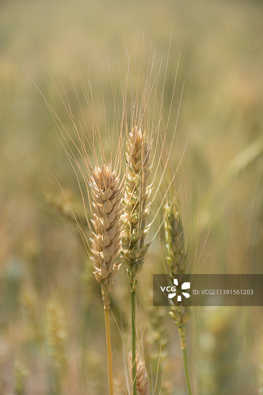 小麦图片素材