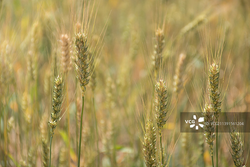 小麦图片素材
