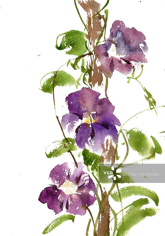 紫色的喇叭花图片素材