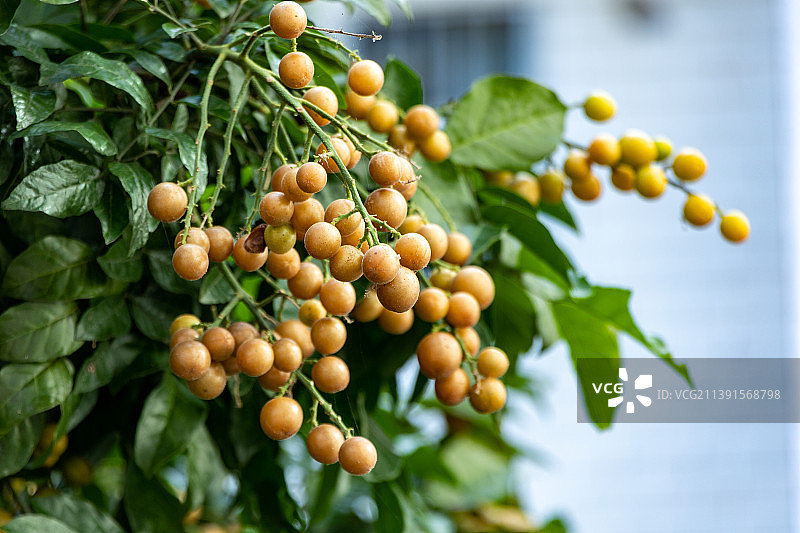 树上成熟的黄皮果实图片素材