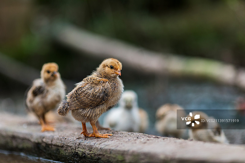 幼崽图片素材