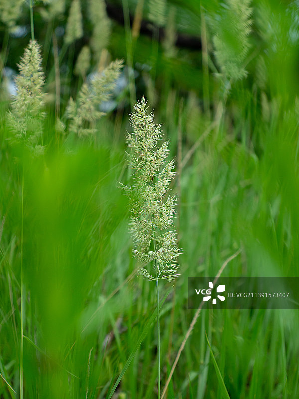 野外开花植物特写图片素材