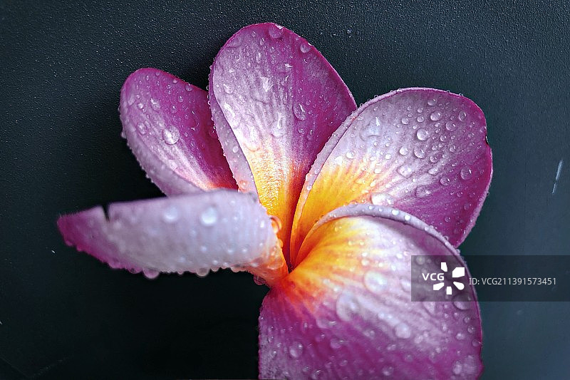 湿粉色花朵特写镜头图片素材