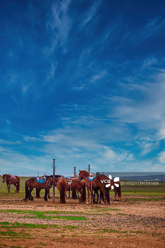 内蒙古希拉穆仁草原，呼伦贝尔大草原图片素材