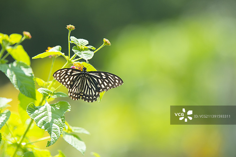 黑脉蛱蝶图片素材