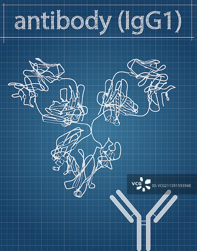 IGG1单克隆抗体免疫球蛋白图片素材