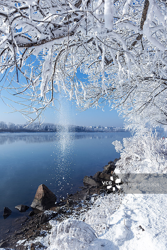 玉树琼花图片素材