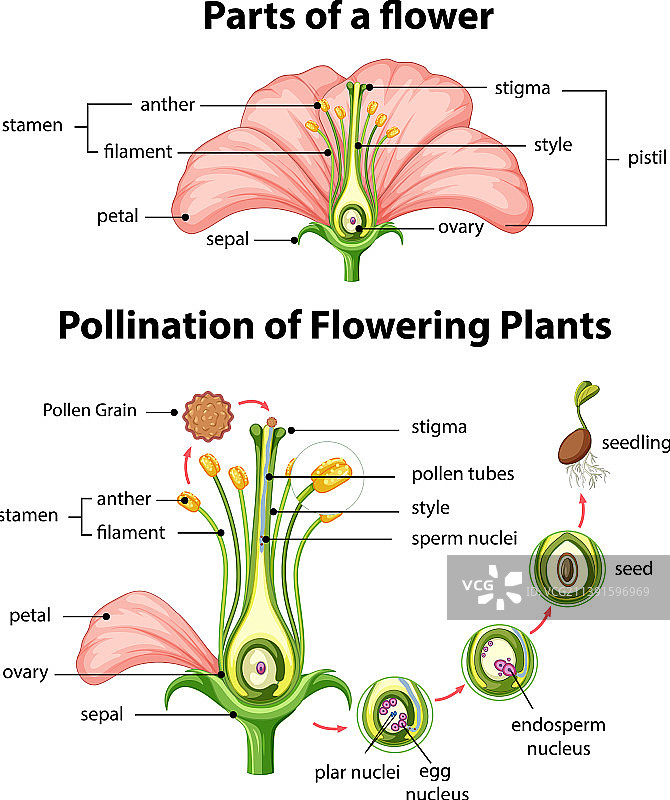 植物授粉图图片素材