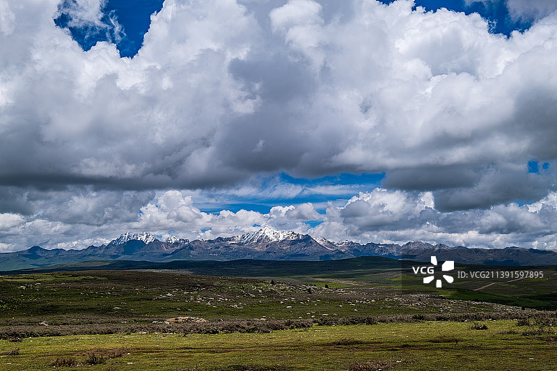 鱼子西图片素材