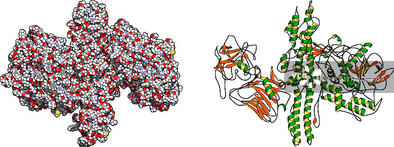 肉毒杆菌毒素神经毒性蛋白图片素材