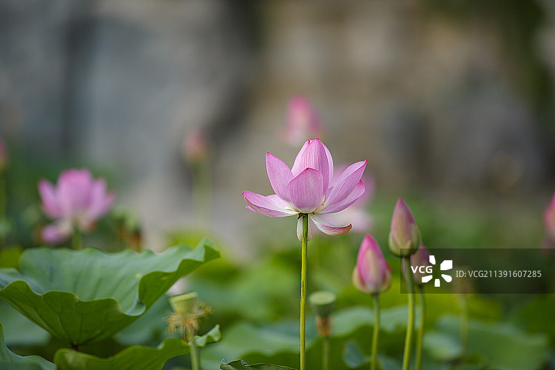 荷花，出淤泥而不染图片素材