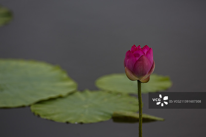 荷花，出淤泥而不染图片素材