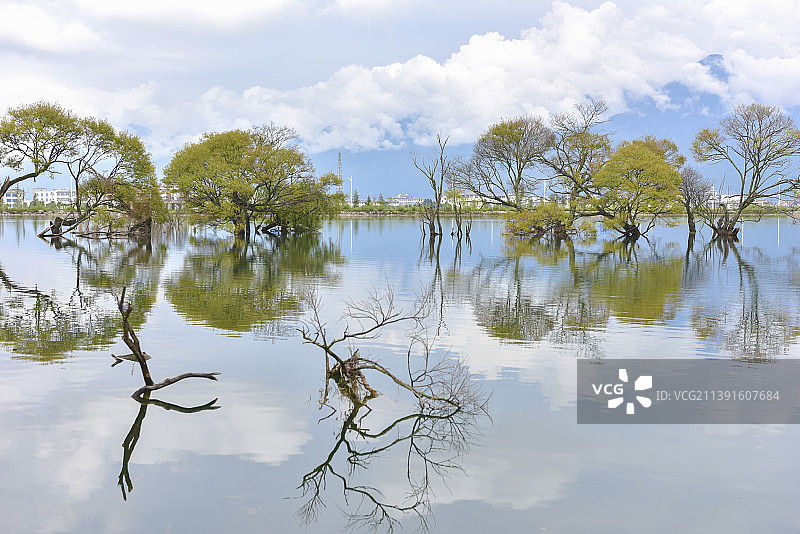 云南大理鹤庆白龙潭风光——婀娜多姿图片素材