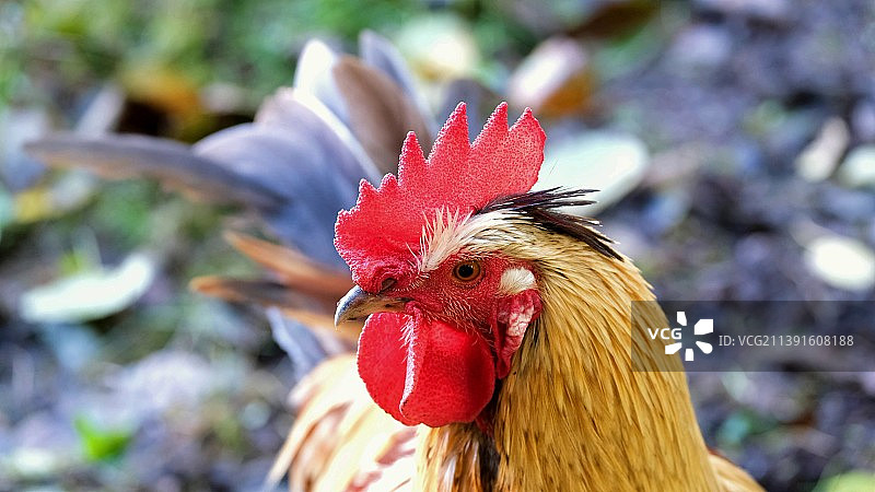 公鸡特写镜头图片素材