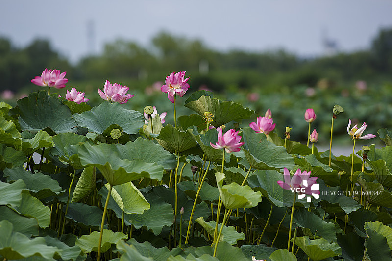 大面积荷花图片素材