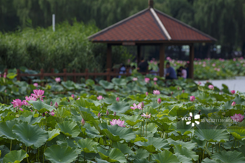 大面积荷花图片素材