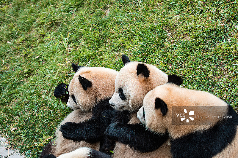 中国四川卧龙的国宝中华大熊猫图片素材