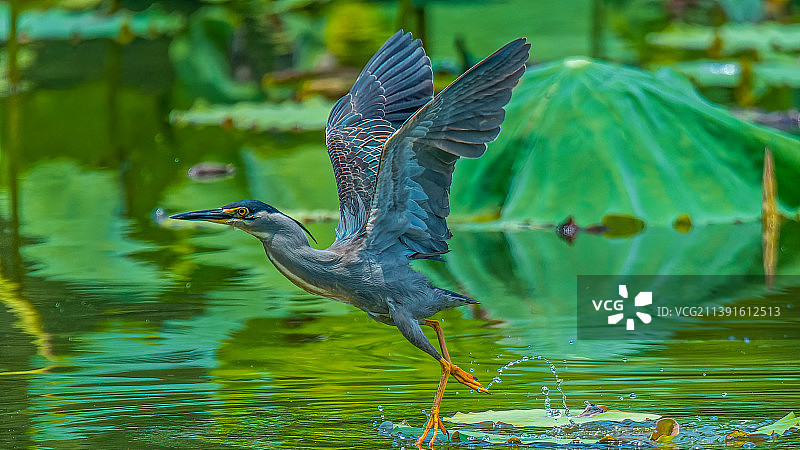 绿鹭起飞图片素材
