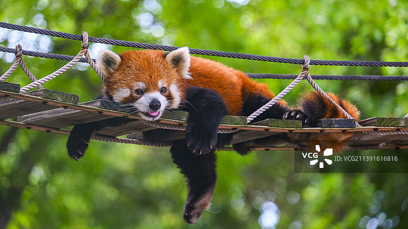 小浣熊图片素材