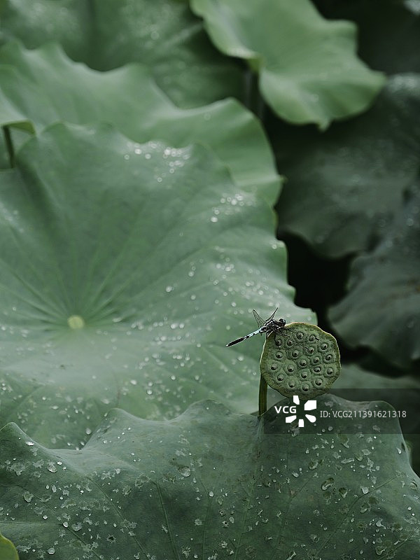 早有蜻蜓立上头图片素材