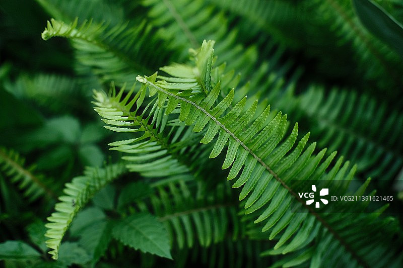 蕨类植物叶子特写镜头图片素材