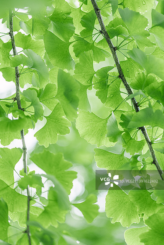 夏天雨后唯美清新绿色银杏图片素材