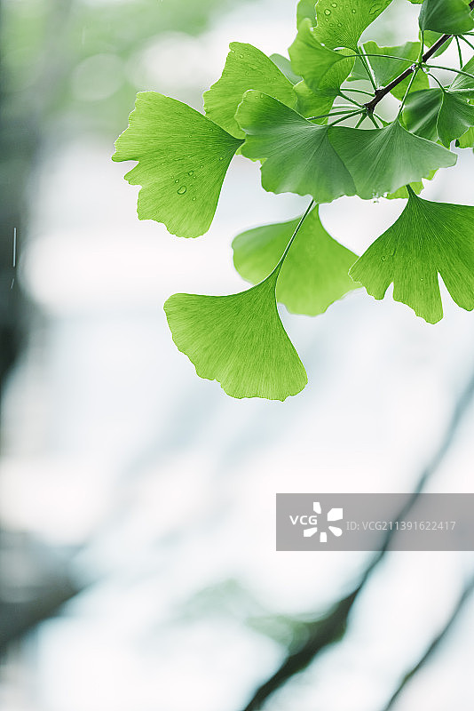 夏天雨后唯美清新绿色银杏图片素材