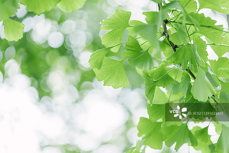 夏天雨后唯美清新绿色银杏图片素材
