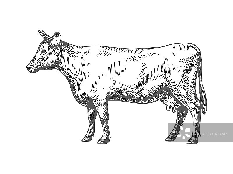 奶牛速写图片素材