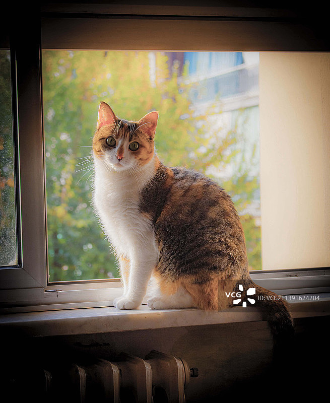 坐在窗台上的猫的肖像，意大利皮埃蒙特阿尔巴图片素材