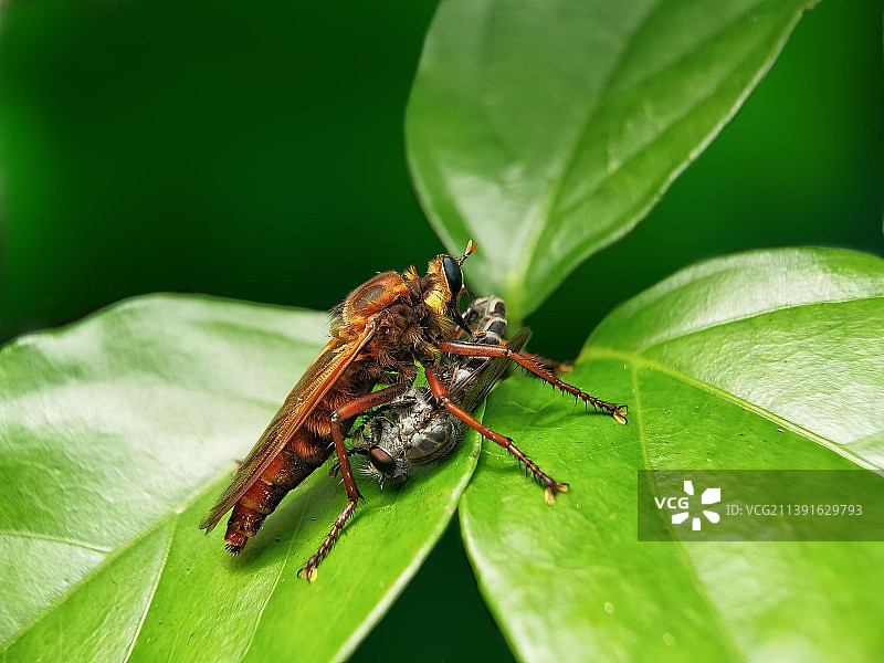 同类相杀（食虫虻）图片素材