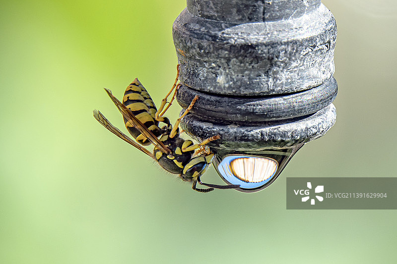 金属上的昆虫特写图片素材