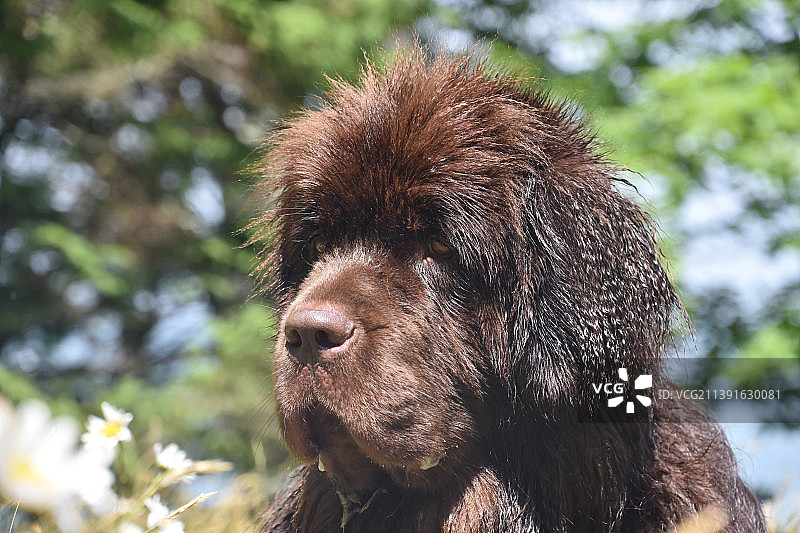 夏天里流口水的大型巧克力色纽芬兰犬图片素材