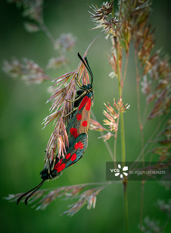 蝴蝶停留在草叶上图片素材