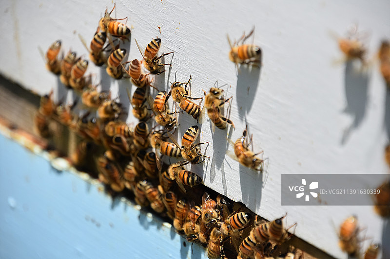 蜂巢与大量蜜蜂群图片素材