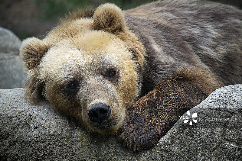 棕色灰熊欧亚棕熊躺在岩石上的特写肖像，捷克共和国布尔诺图片素材