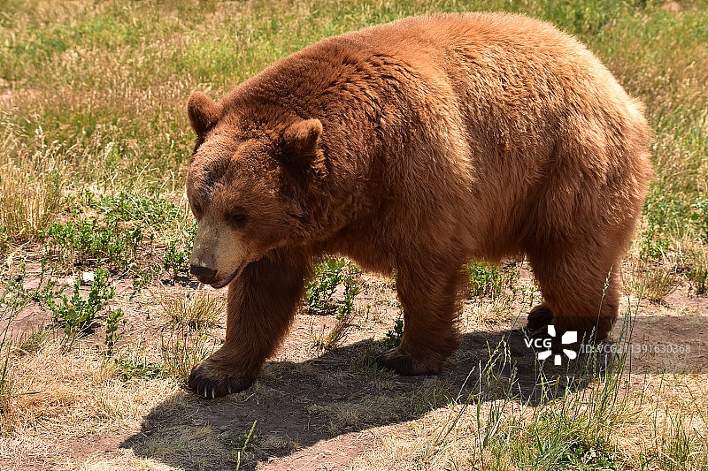 棕黑色熊的惊人特写图片素材
