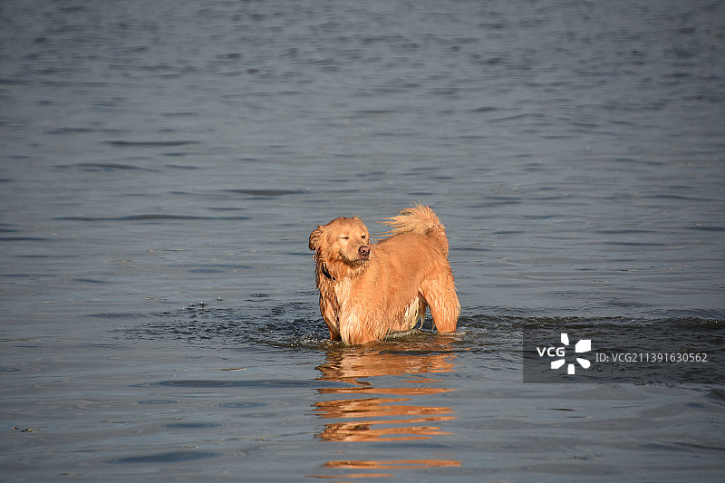 涉水的新斯科舍诱鸭寻猎犬图片素材