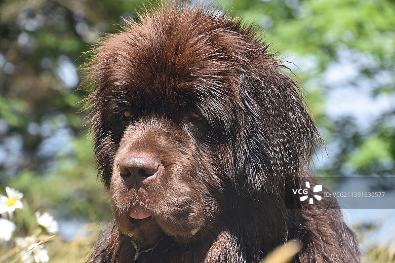 棕色纽芬兰犬的波浪状湿毛图片素材