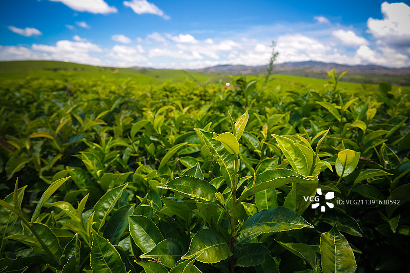 田野里生长的农作物特写，背景是天空图片素材
