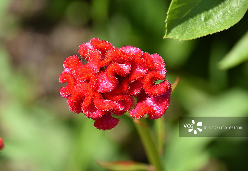 夏日里盛开的红色鸡冠花图片素材