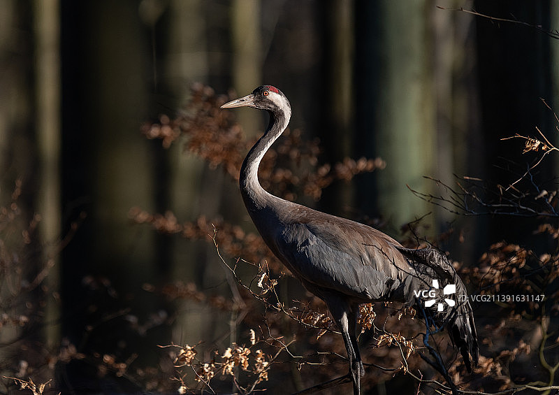 波兰，起重机栖息在田野上的侧视图图片素材