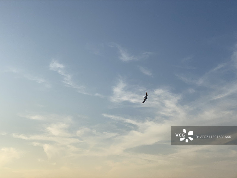 在日本阿爾伍斯塔省阿曼总督区，阳光下的风筝图片素材